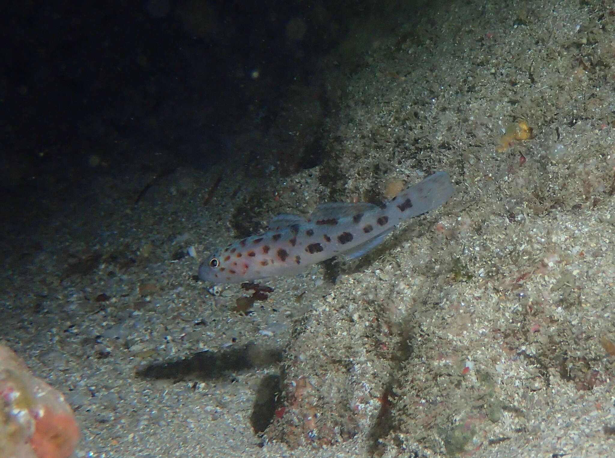 صورة Thorogobius ephippiatus (Lowe 1839)