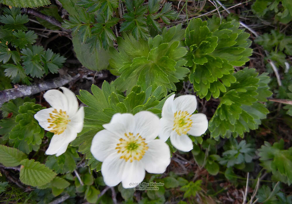 Imagem de Anemonastrum narcissiflorum subsp. villosissimum (DC.) A. Löve & D. Löve