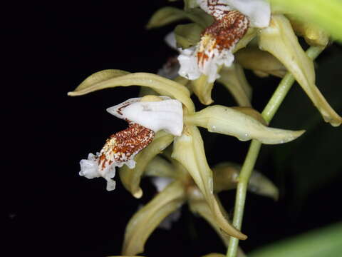 Sivun Coelogyne asperata Lindl. kuva