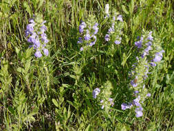 Sivun Salvia engelmannii A. Gray kuva