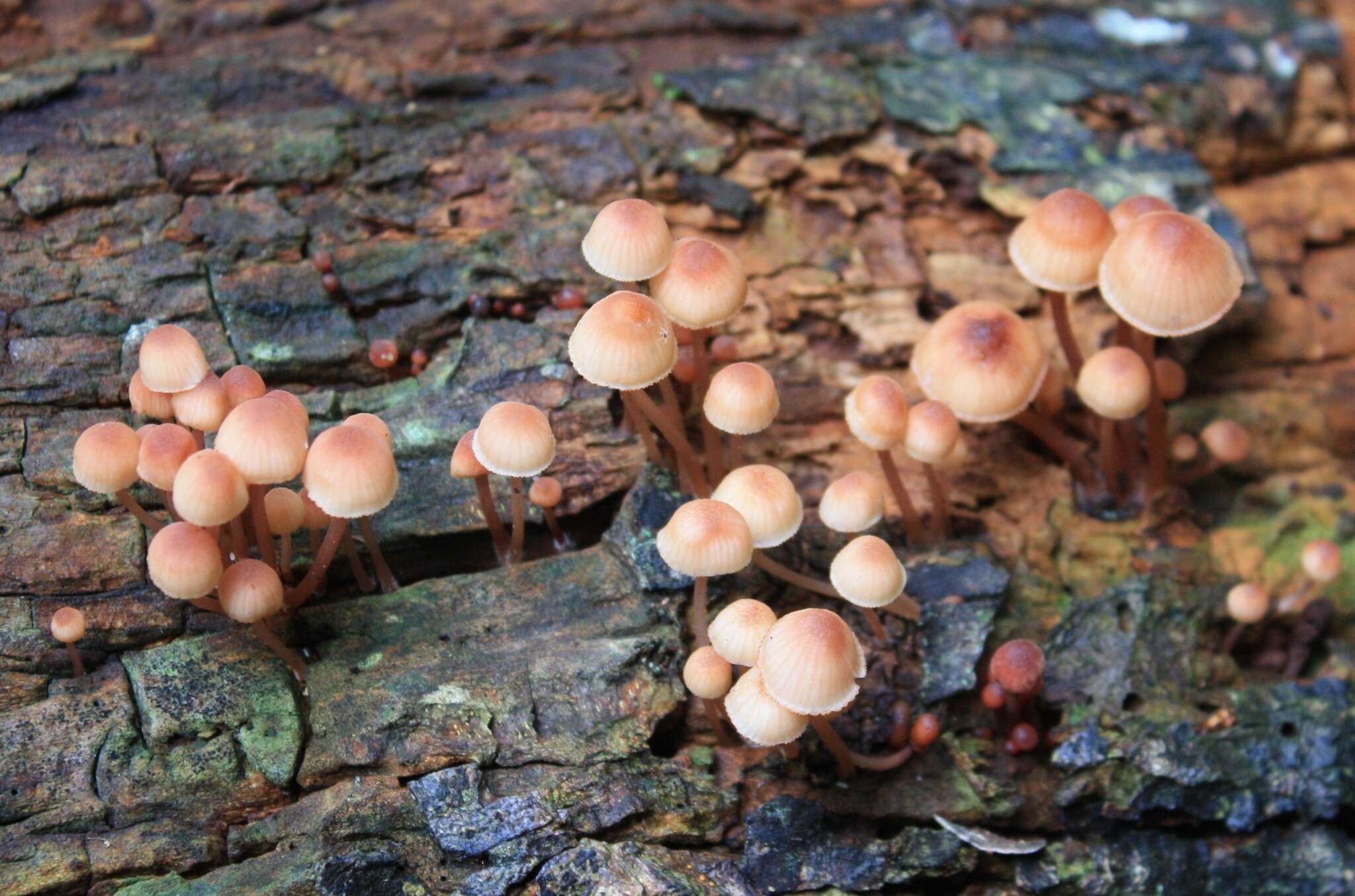 Image of Mycena parsonsiae G. Stev. 1964