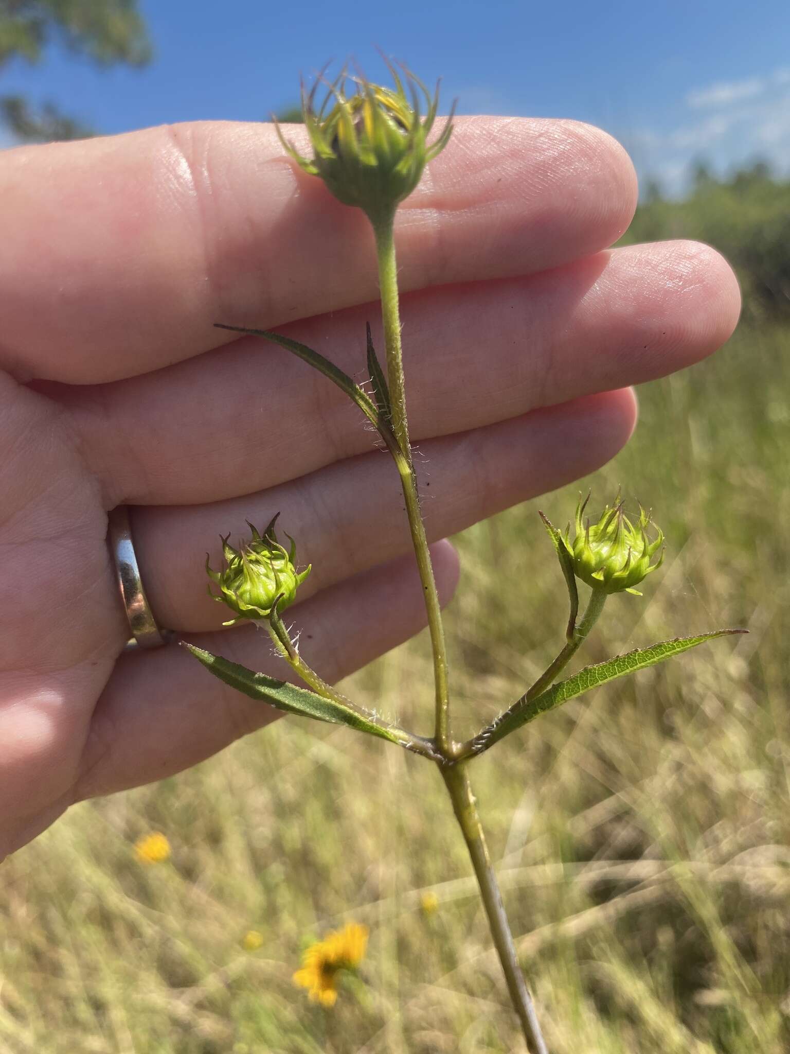 Image of prairie sunflower