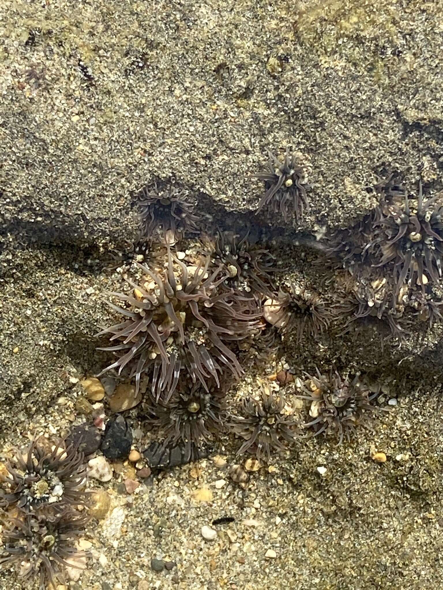 Image of Anthopleura mariscali Daly & Fautin 2004