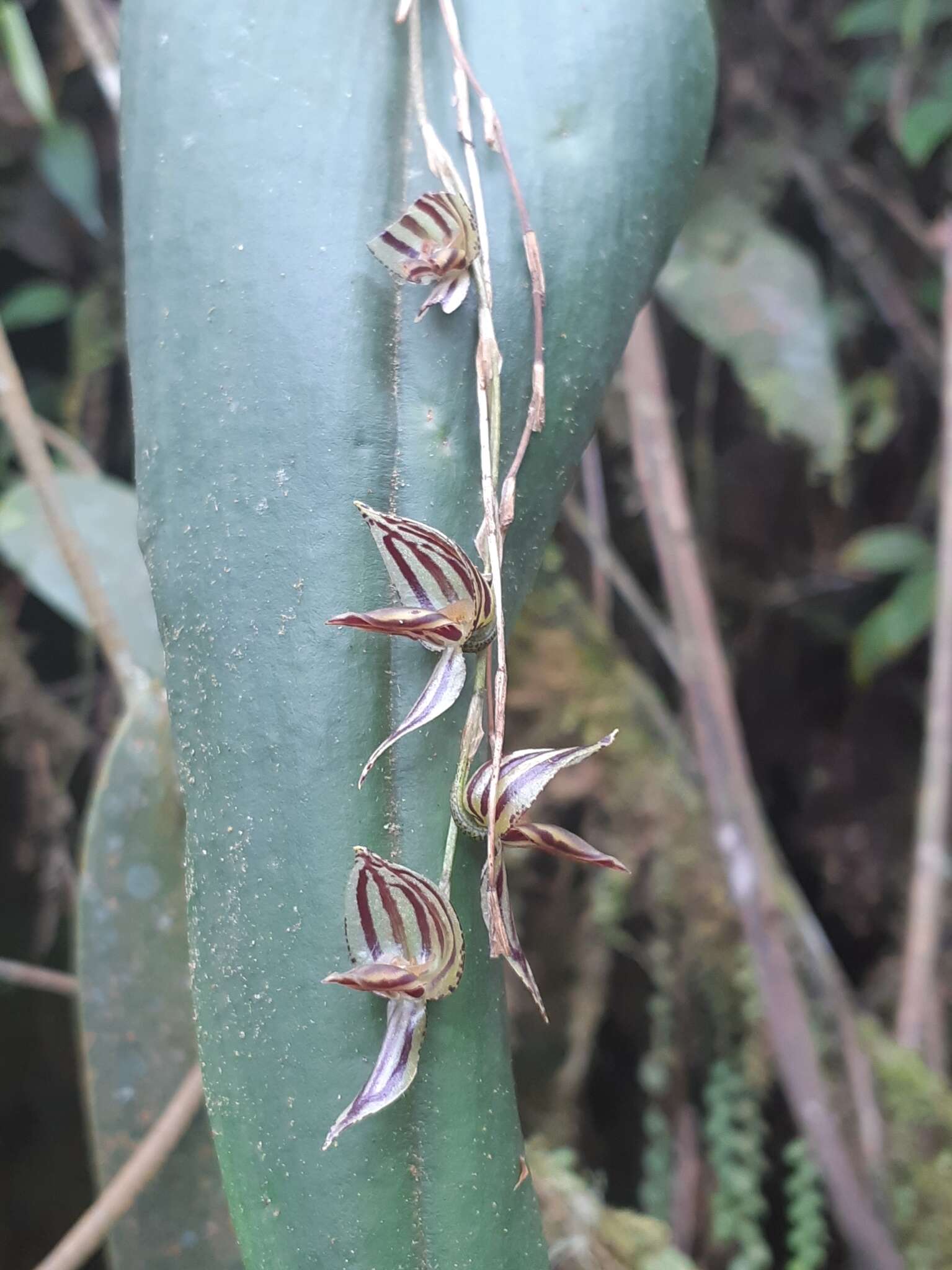 Image of Pleurothallis lindenii Lindl.