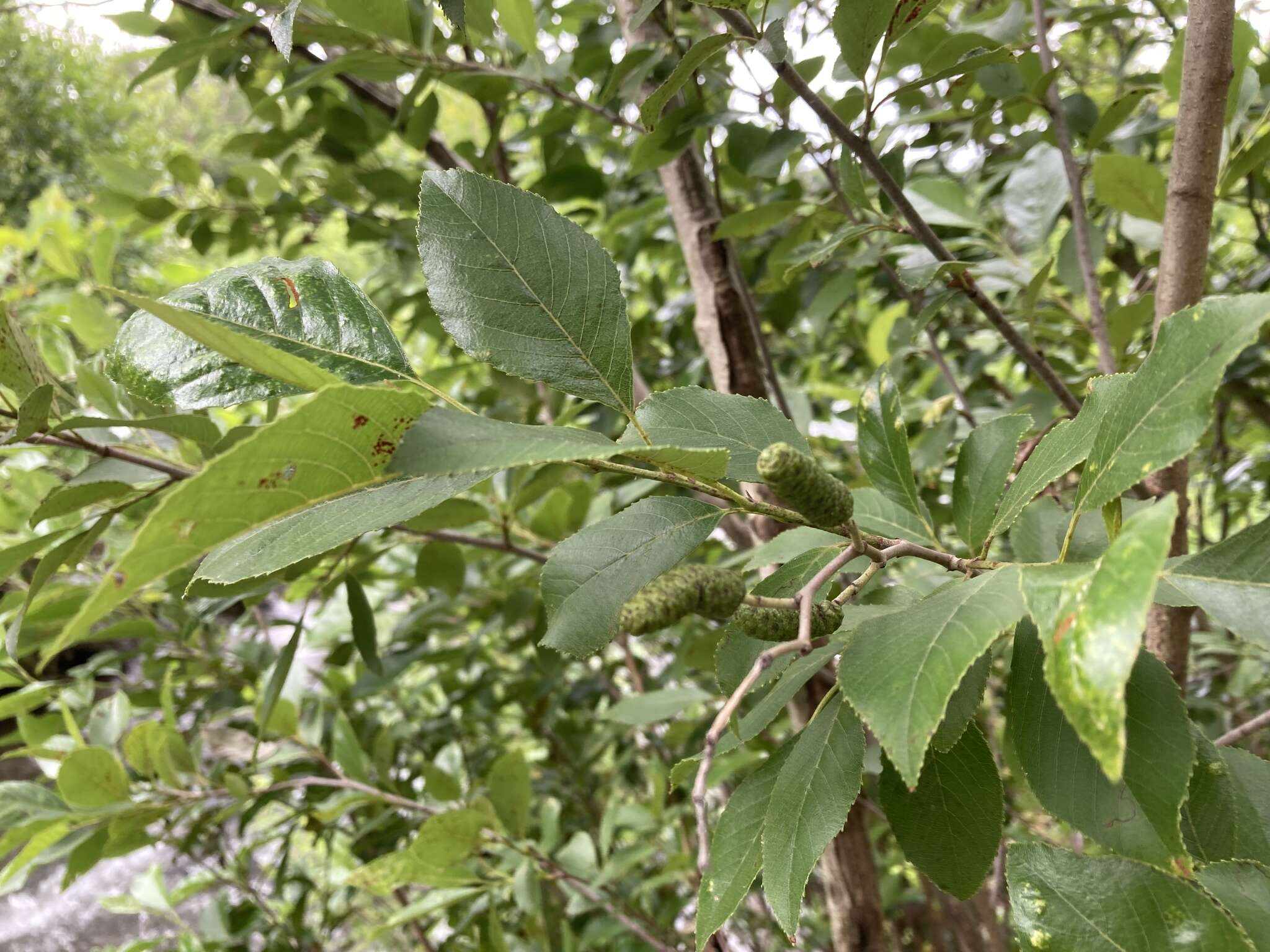 Image of Brook alder