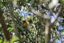 Image of White-winged Tanager