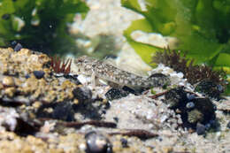 Image of Barehead goby