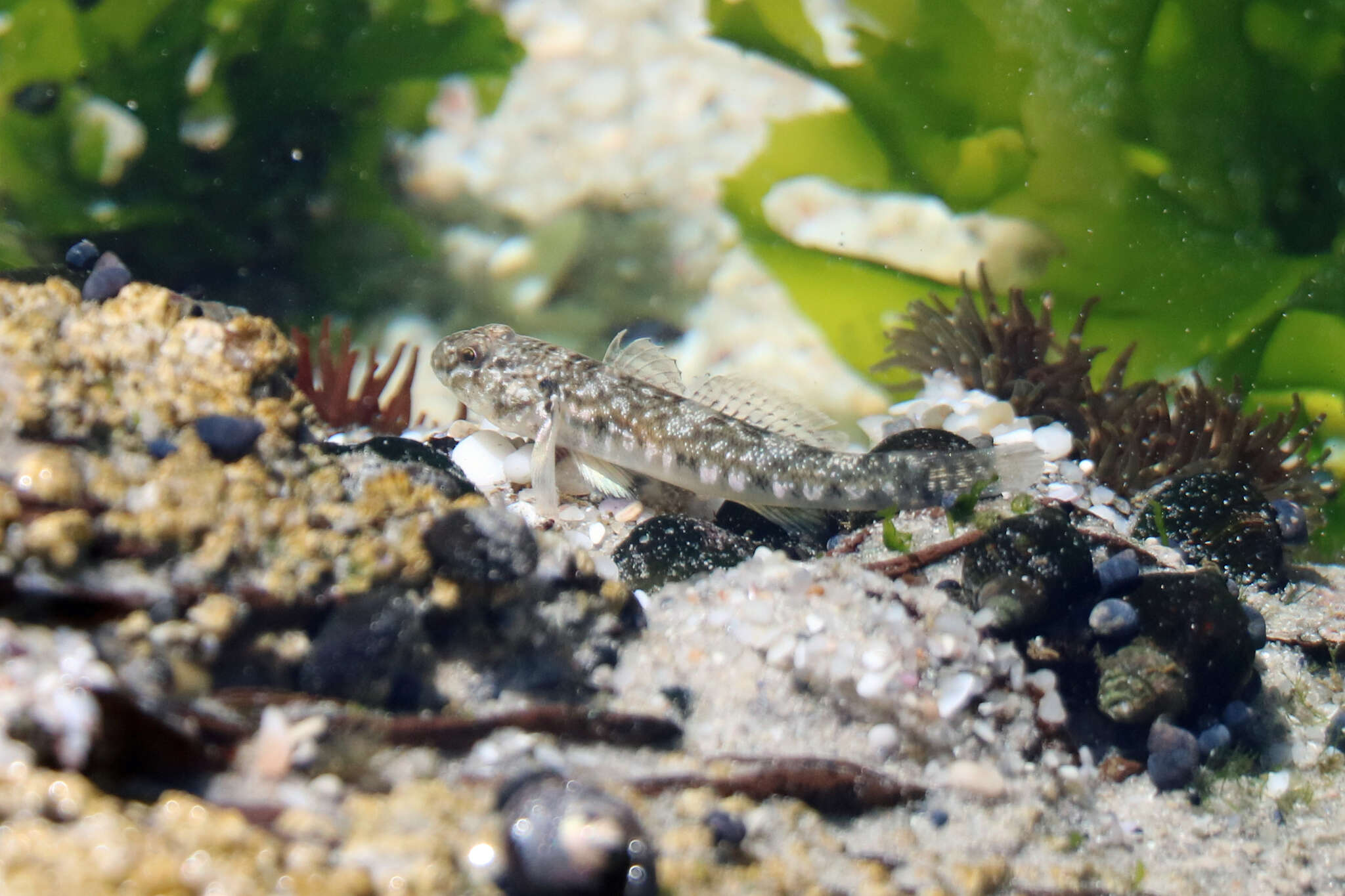 Caffrogobius nudiceps (Valenciennes 1837) resmi