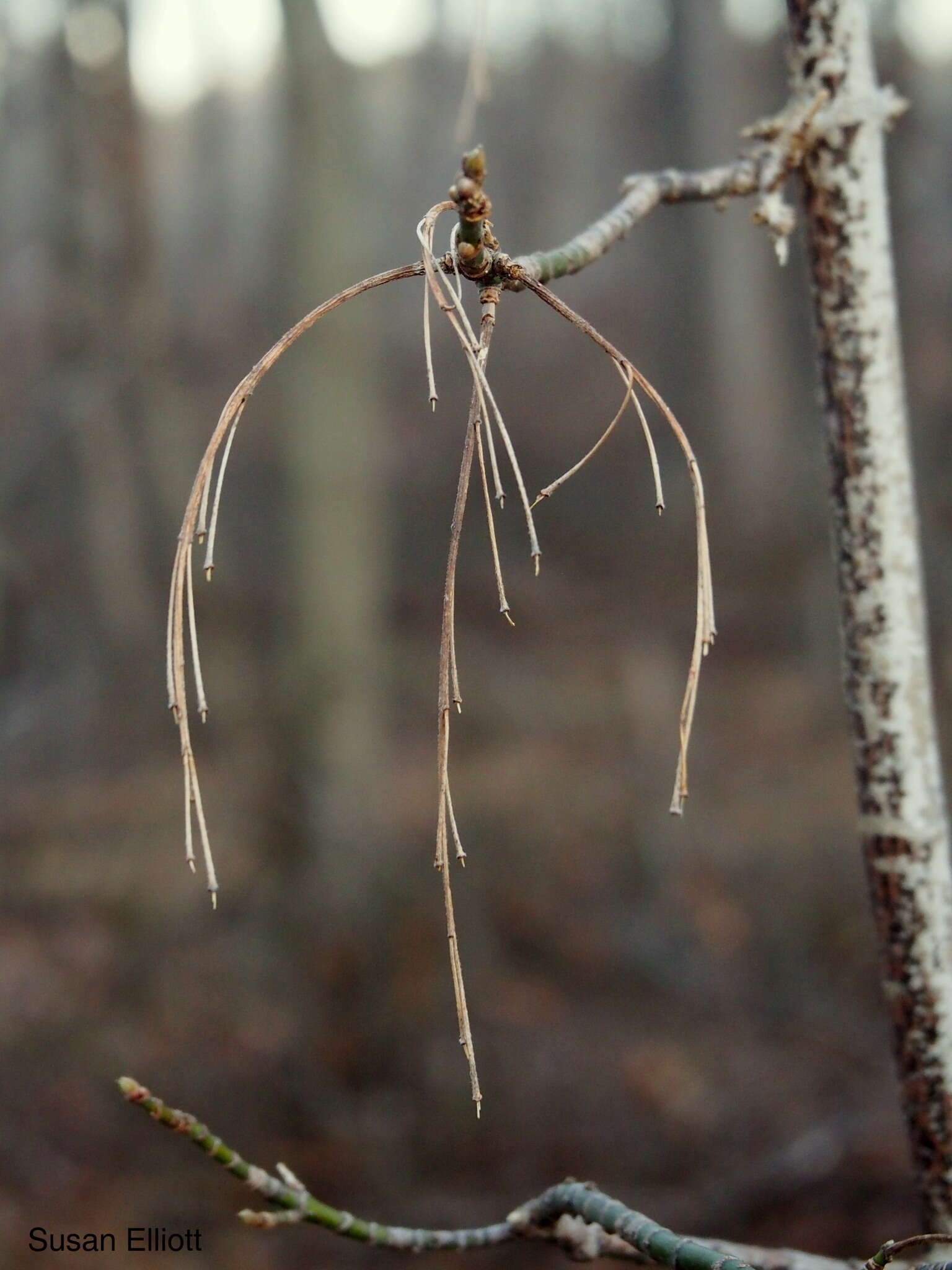 Image of Box Elder