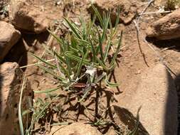 Слика од Asclepias involucrata Engelm. ex Torr.