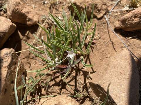 Image of dwarf milkweed