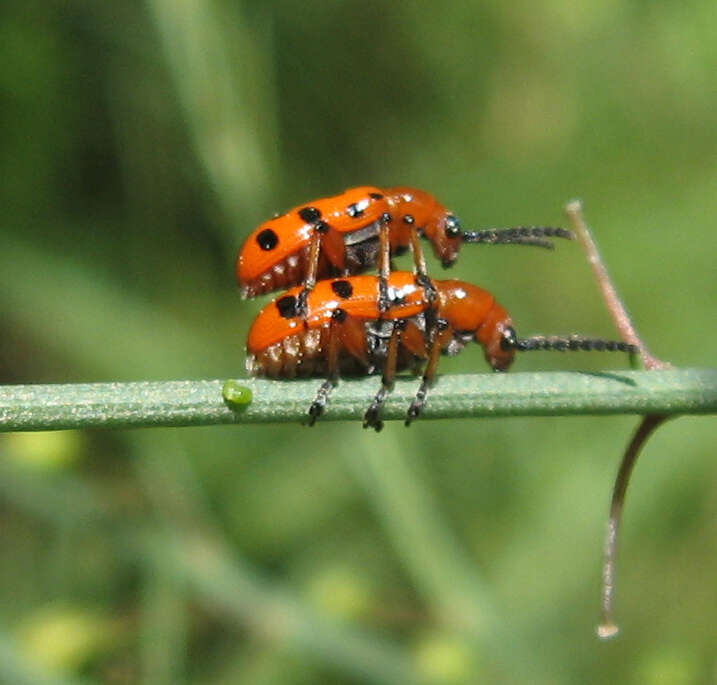 Image of Spotted asparagus beetle