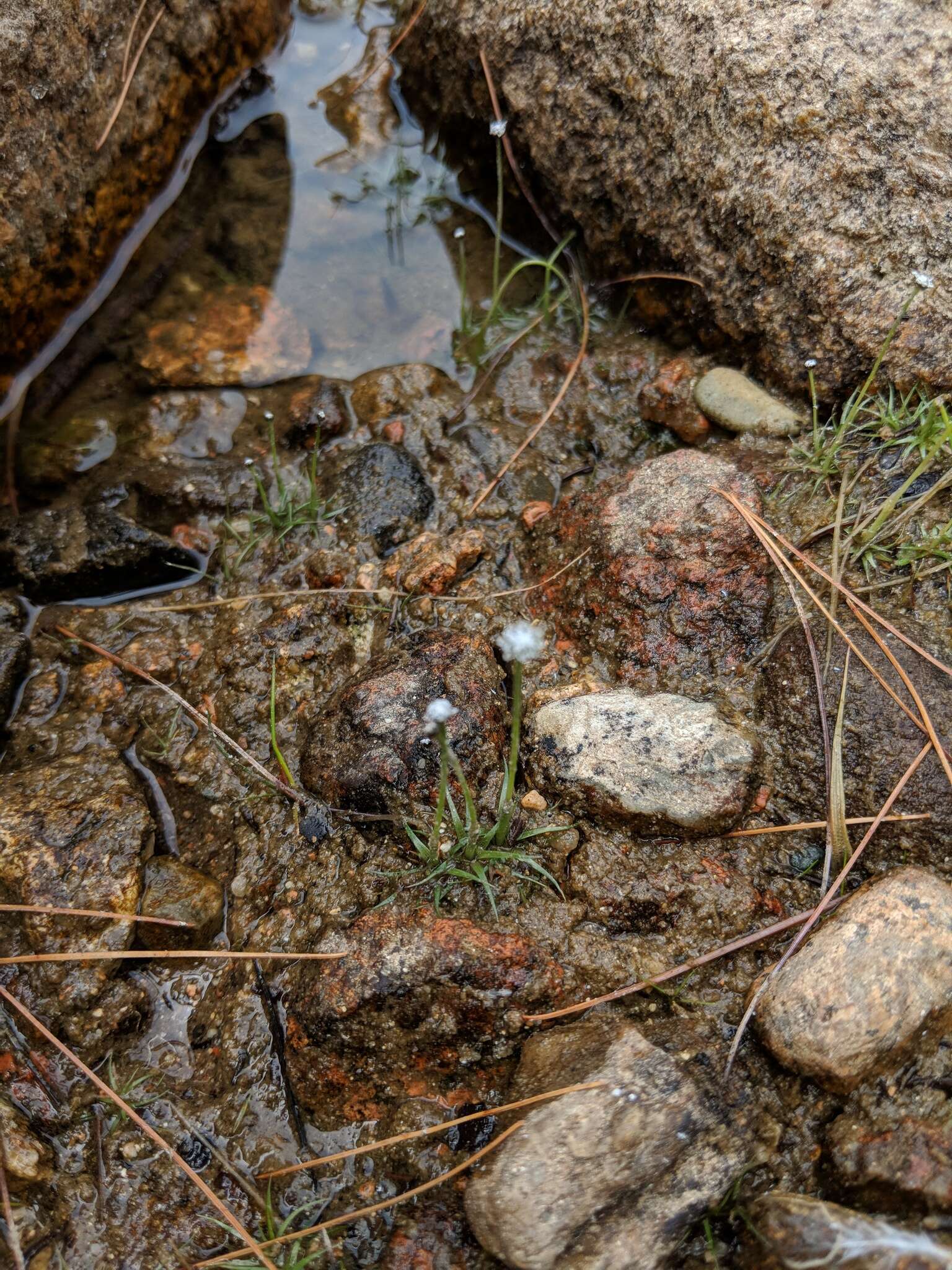 Image of sevenangle pipewort