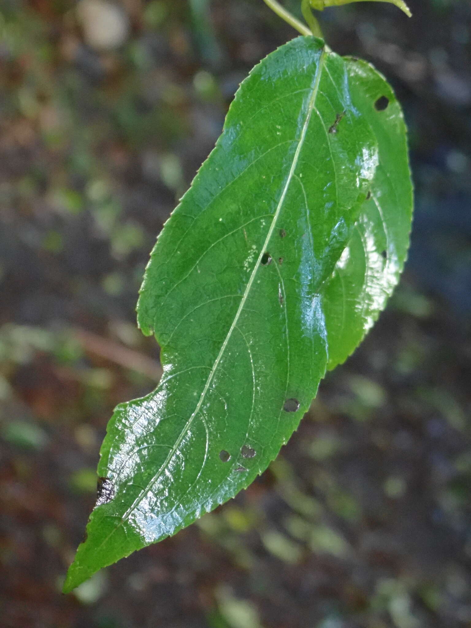 Image of Stachyurus himalaicus Hook. fil. & Thoms. ex Benth.