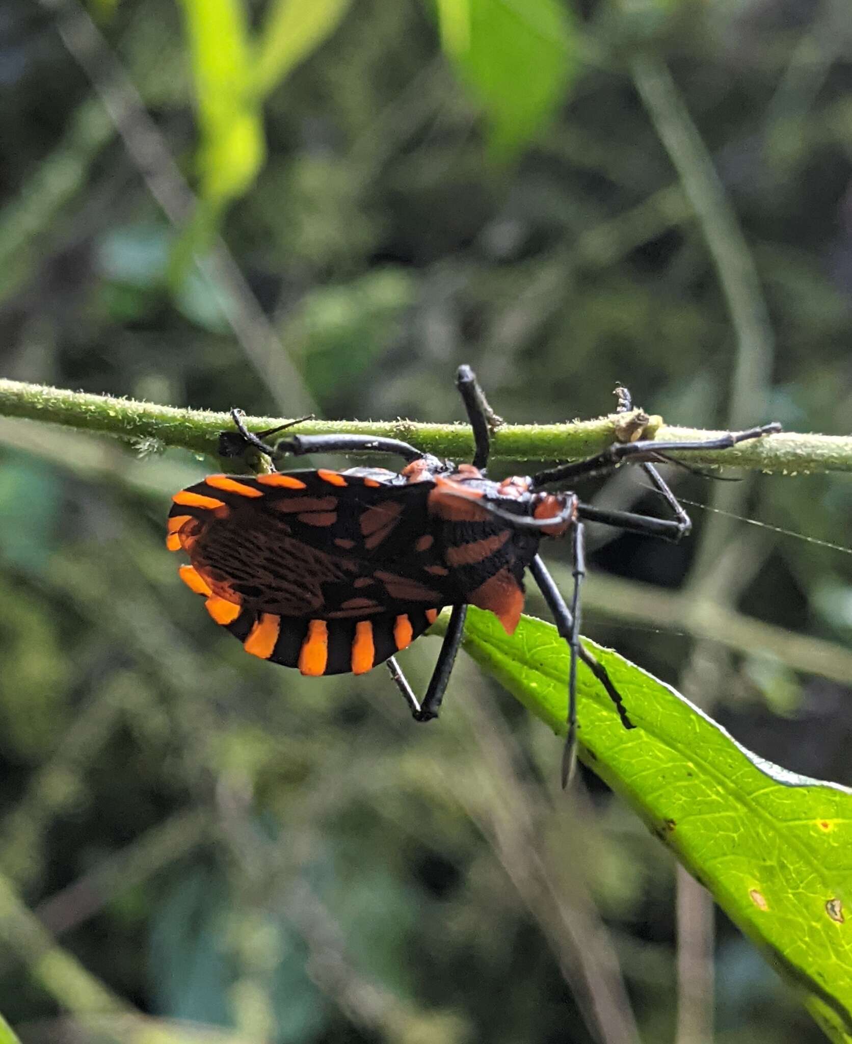 Image of Spartocera pantomima (Distant 1881)