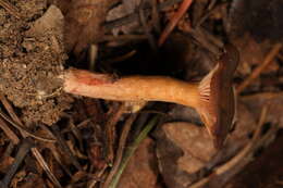 صورة Lactarius atrobadius Hesler & A. H. Sm. 1979