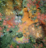 Image of encrusting star coral