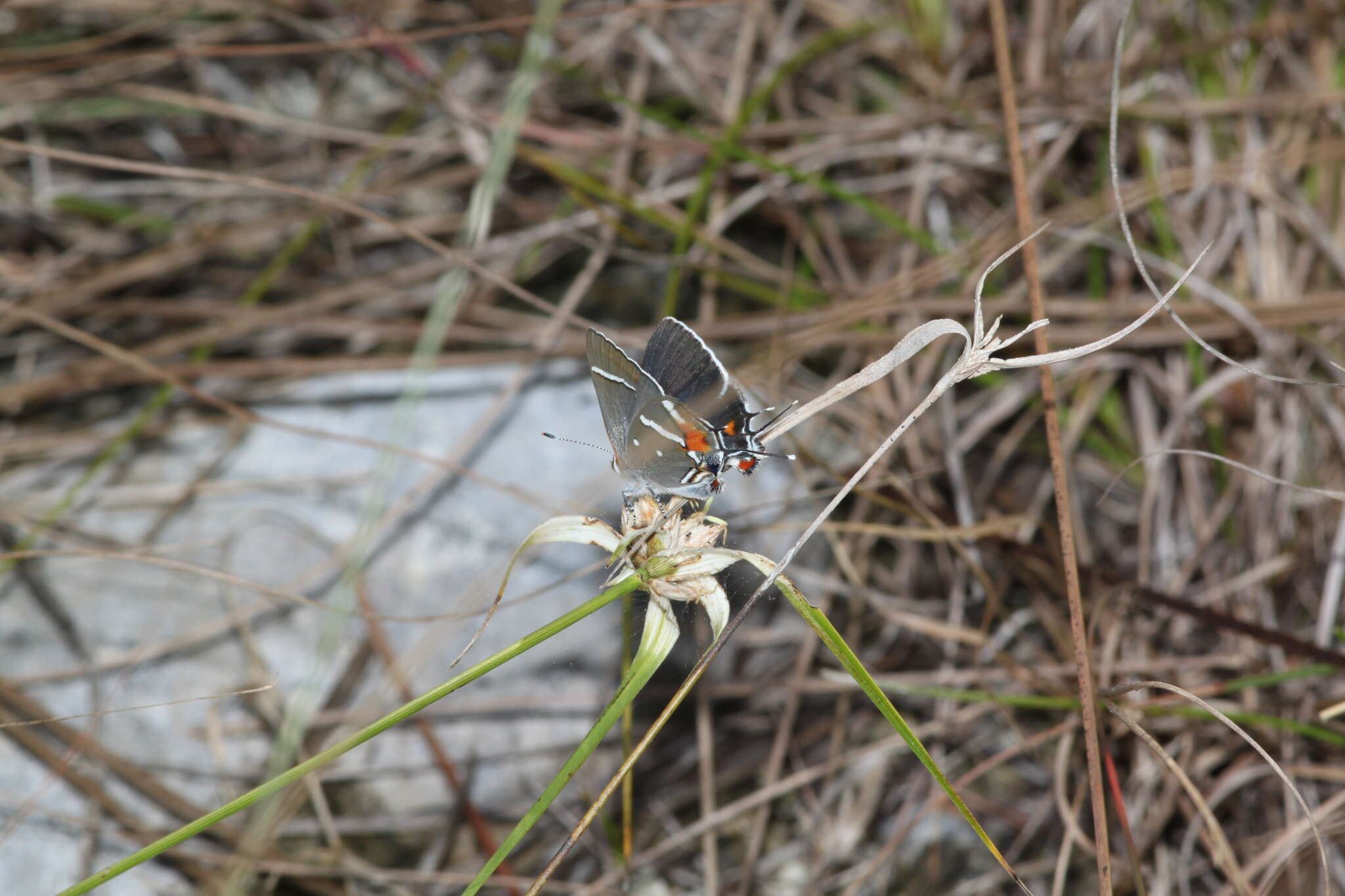 Image of Bartram's hairstreak Butterfly