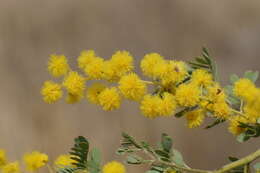 Image of glory wattle