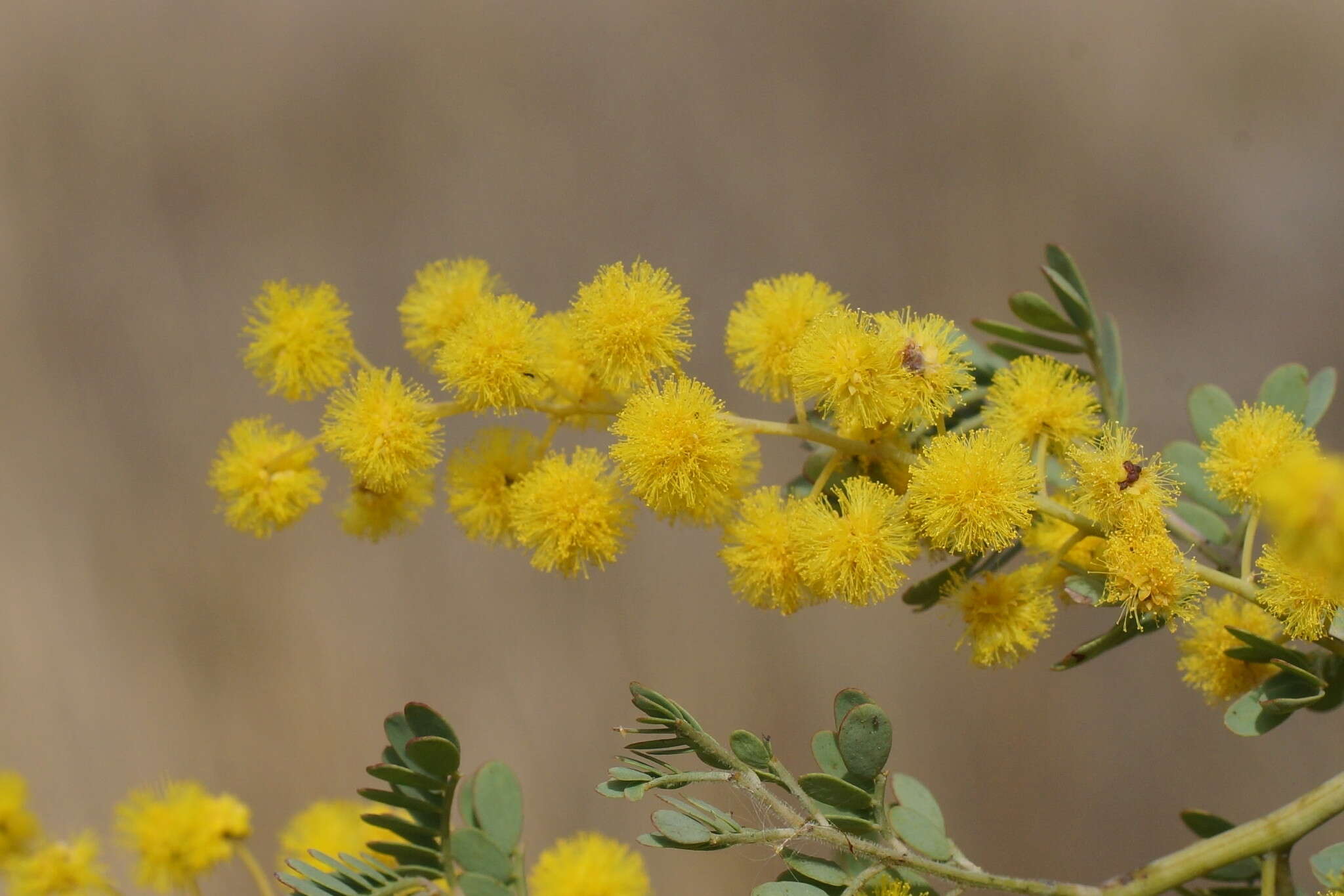 Image of glory wattle