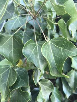 Image of Small-leaved tulip-tree