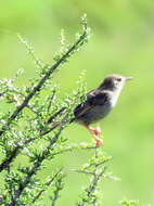 Sivun Cisticola subruficapilla jamesi Lynes 1930 kuva