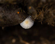 Слика од Coprinopsis ephemeroides (DC.) G. Moreno 2010