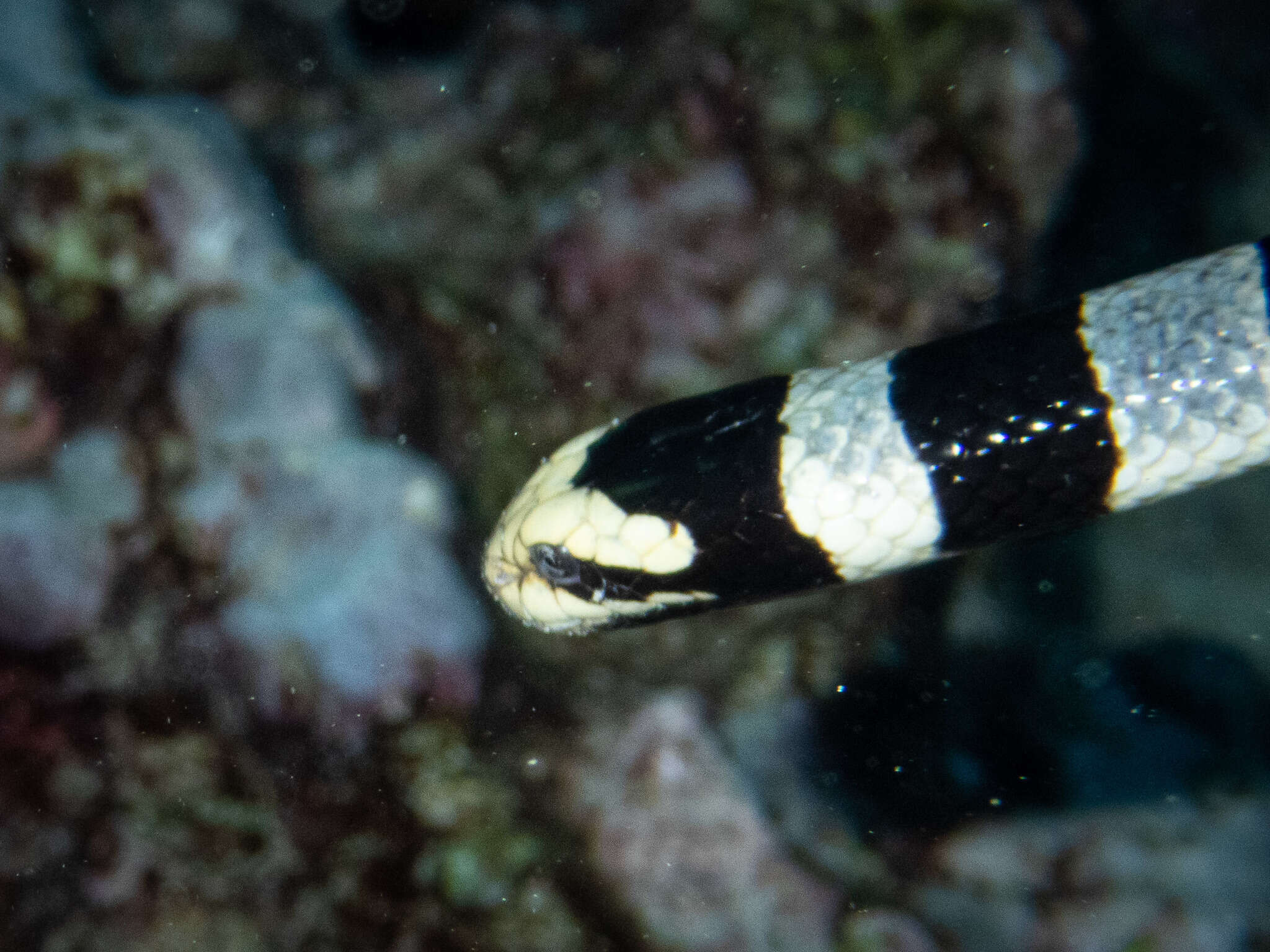 Laticauda frontalis (De Vis 1905) resmi