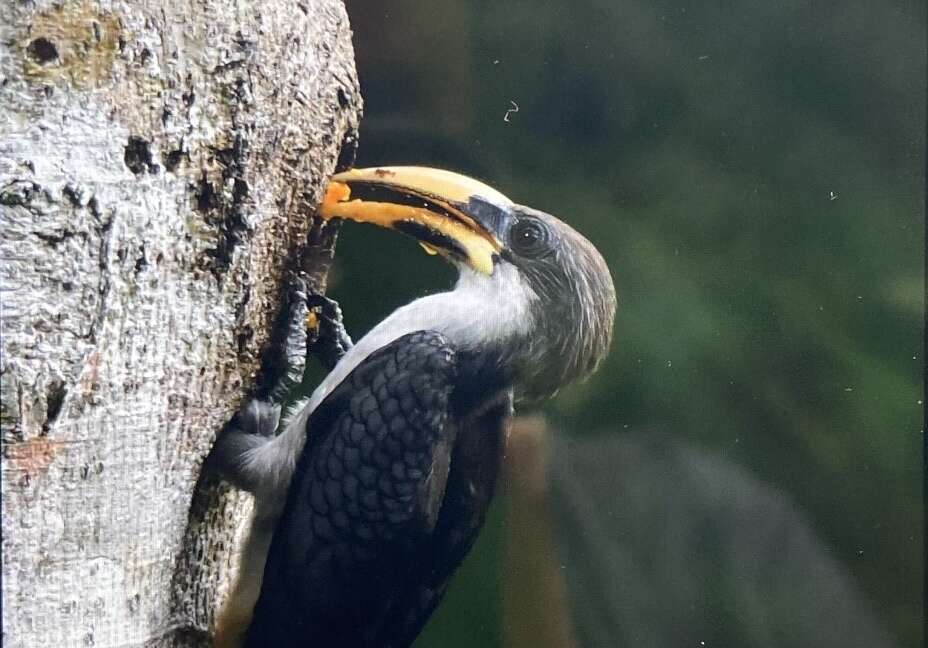 Image of Ceylon Grey-Hornbill