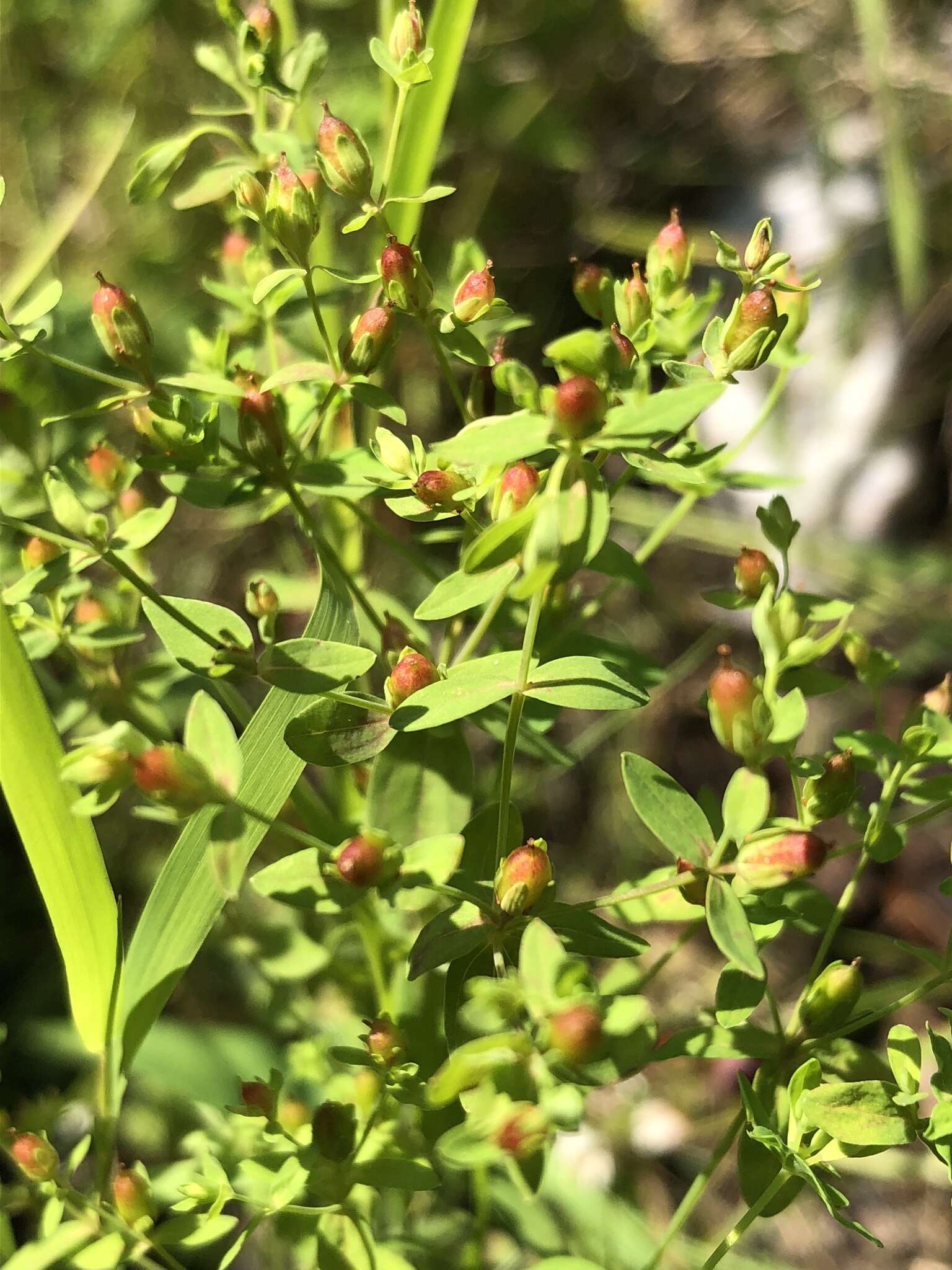 Image of northern St. Johnswort