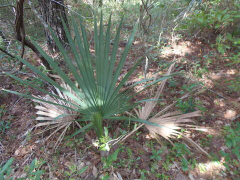 Image of dwarf palmetto