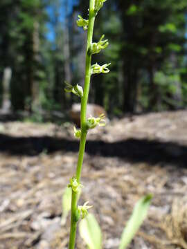 Sivun Platanthera colemanii (Rand. Morgan & Glic.) R. M. Bateman kuva