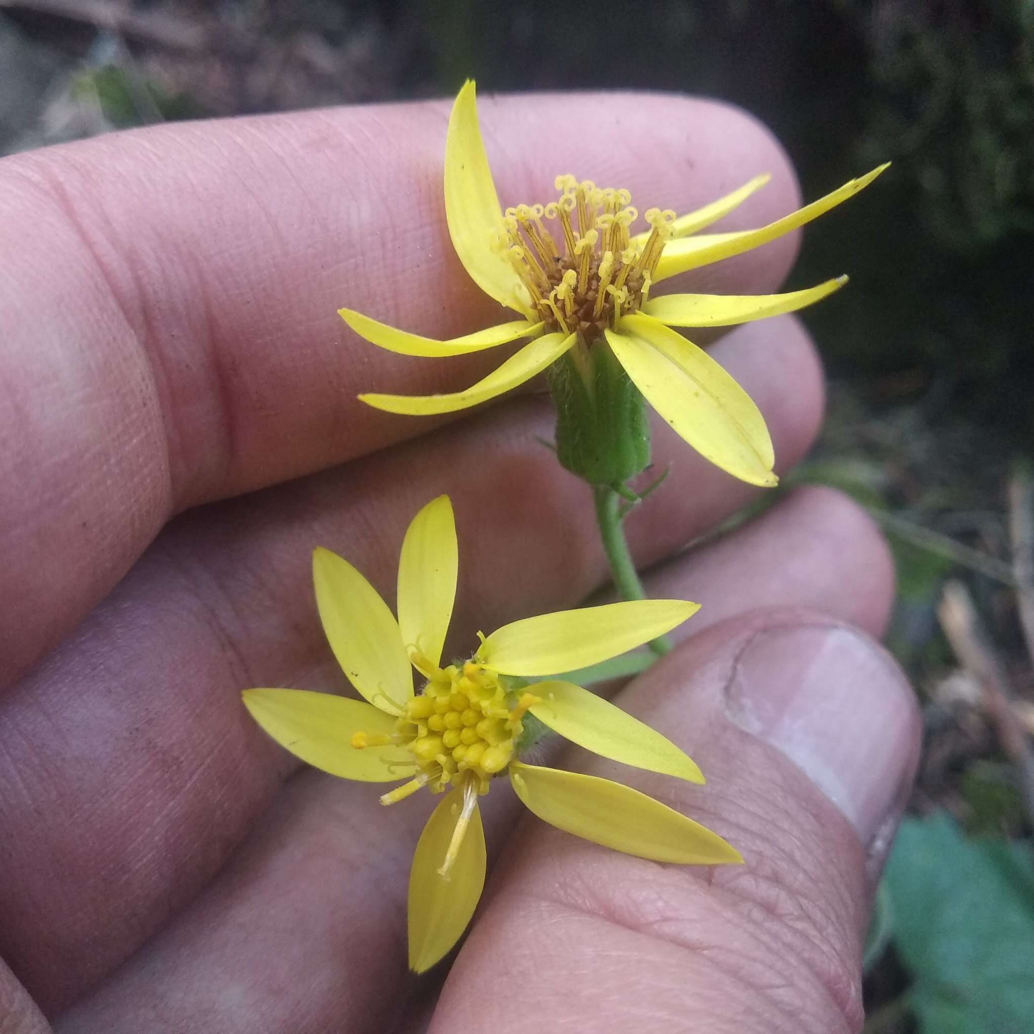 Image of Roldana platanifolia (Benth.) H. Rob. & Brettell