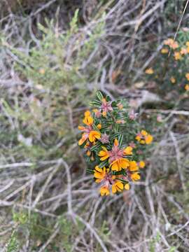 Image of Pultenaea linophylla Schrad. & Wendl.