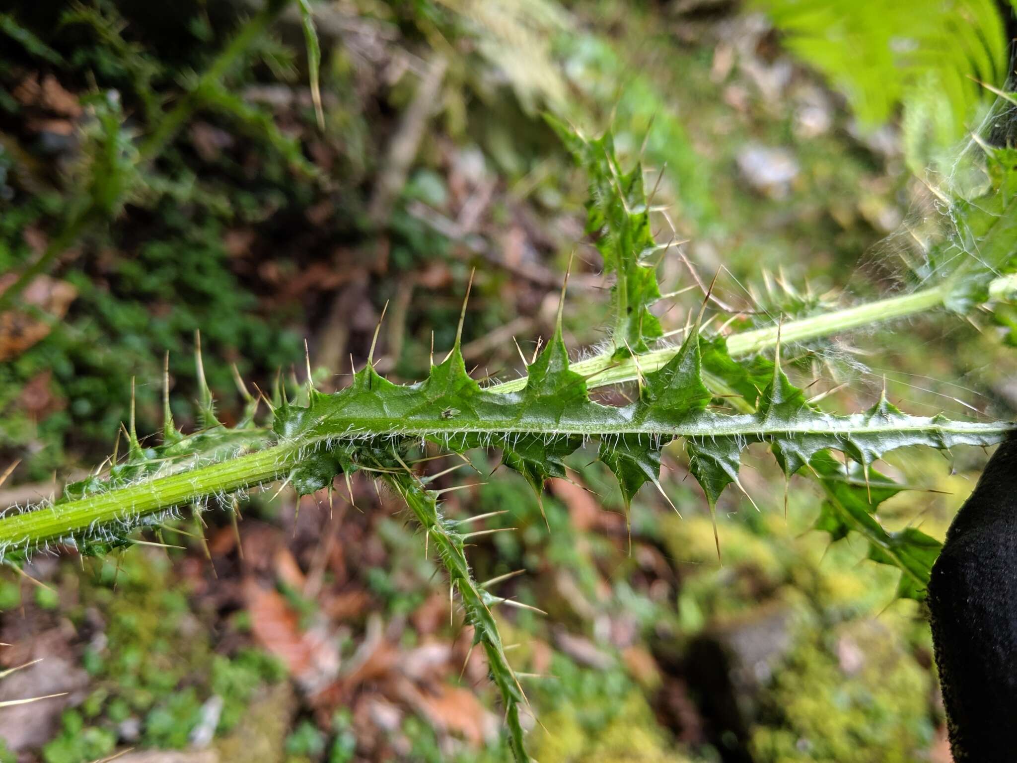 Imagem de Cirsium ferum