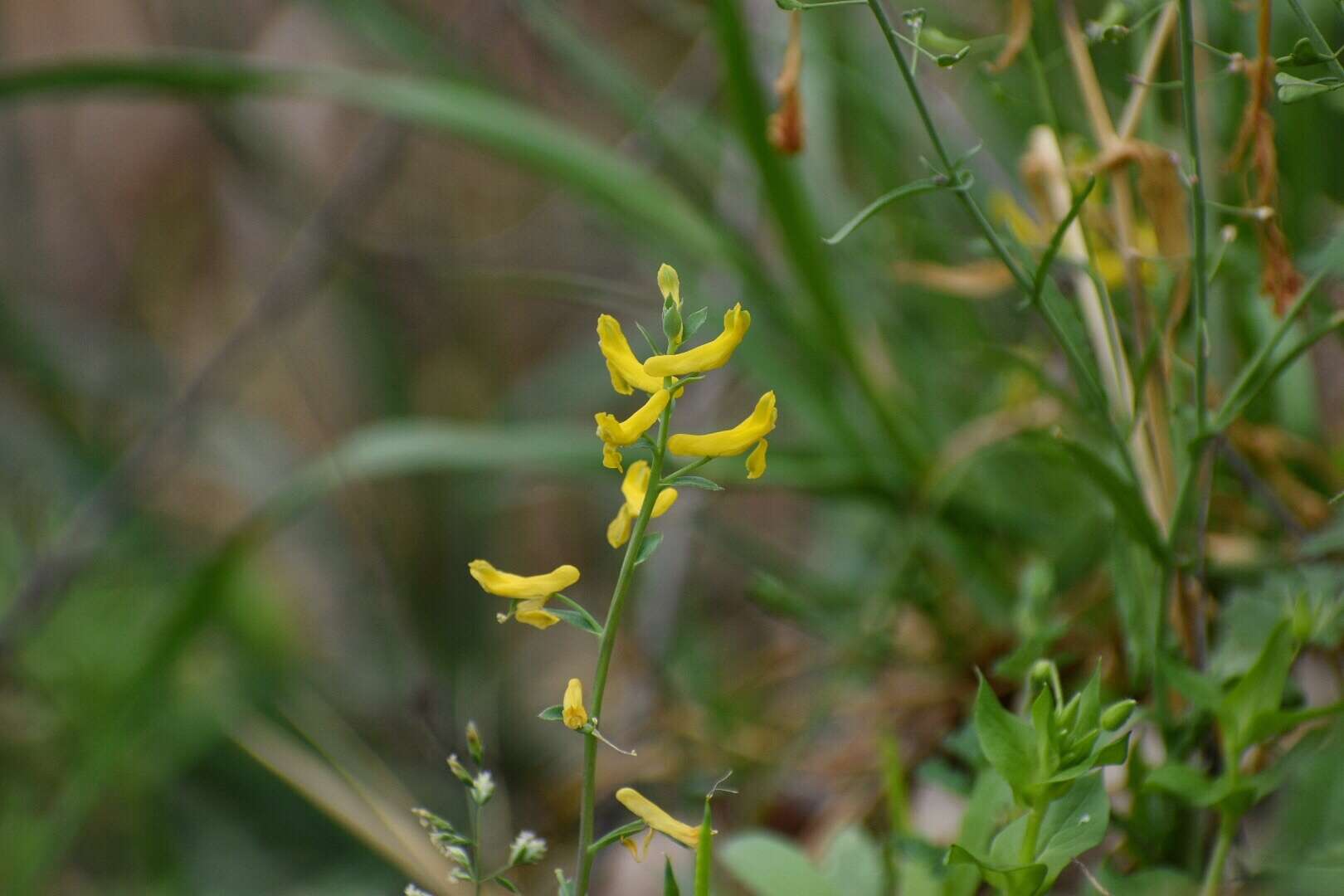 Image de Corydalis curvisiliqua subsp. occidentalis (Engelm. ex A. Gray) W. A. Weber