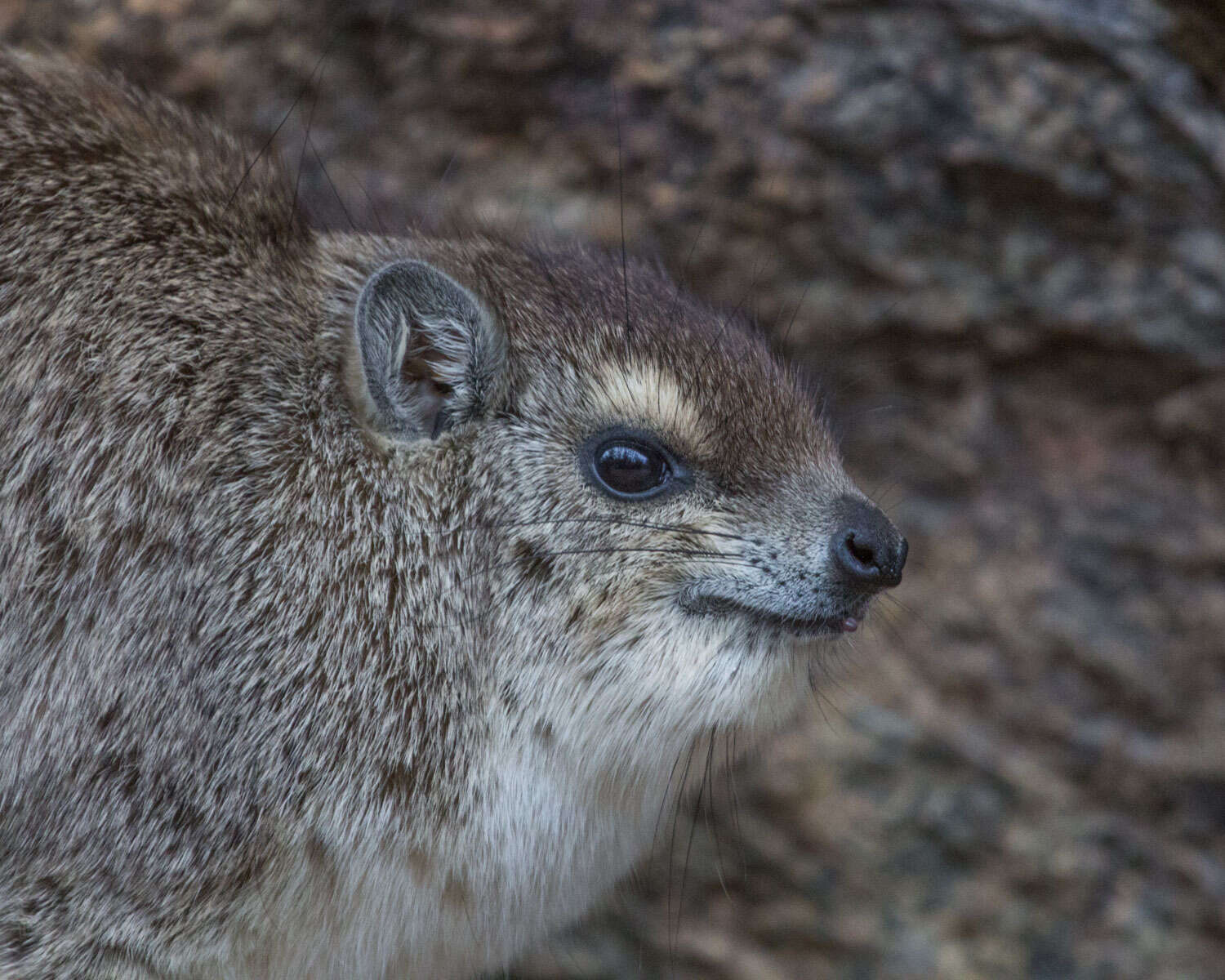 Image of Bush Hyrax