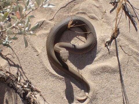 صورة Echiopsis curta (Schlegel 1837)