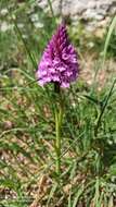 Image of Anacamptis pyramidalis var. pyramidalis