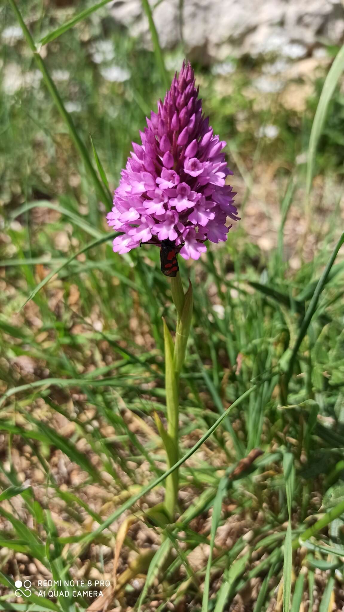 Image of Anacamptis pyramidalis var. pyramidalis