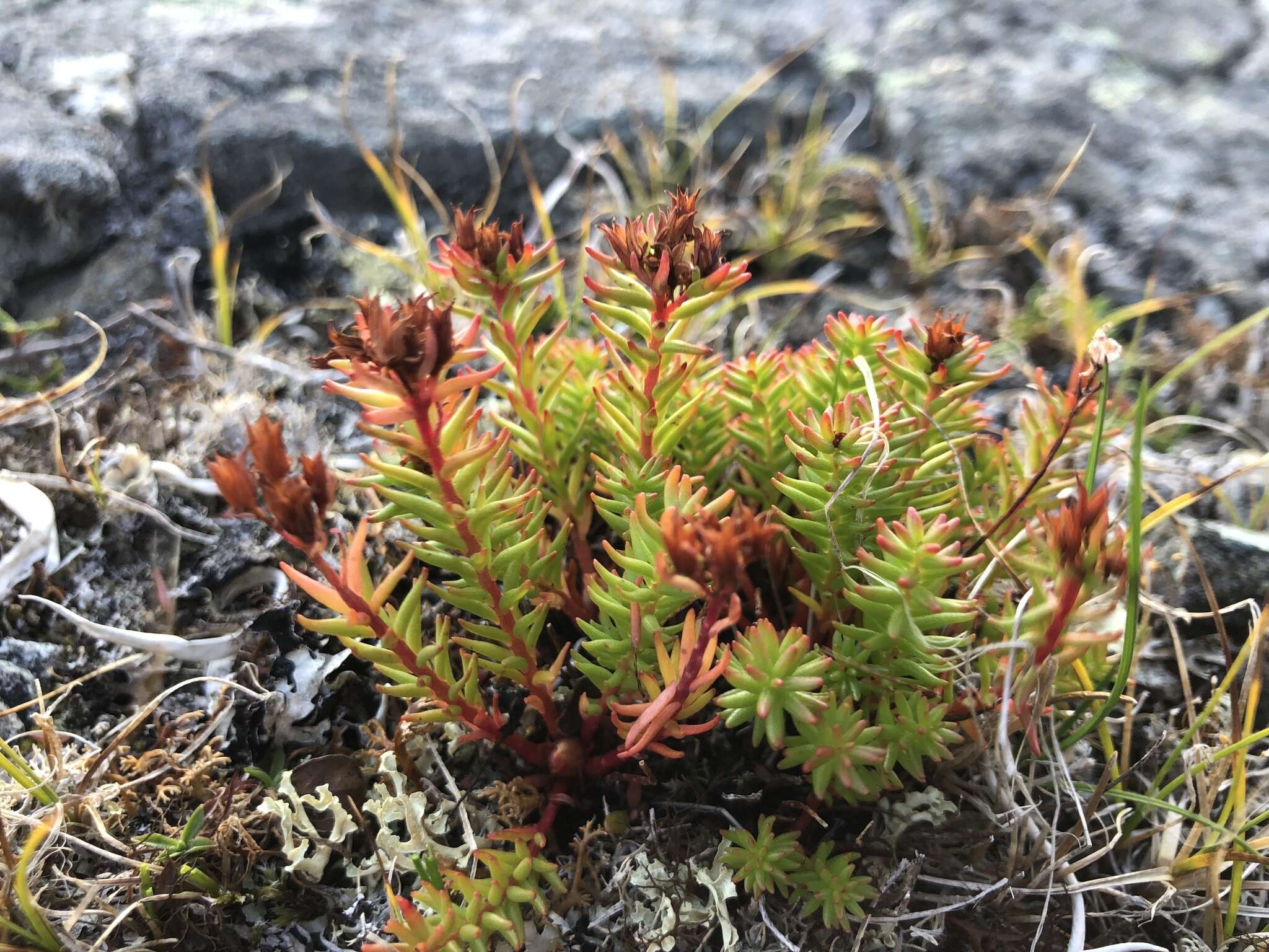 Image of Rhodiola quadrifida (Pallas) Fischer & Meyer