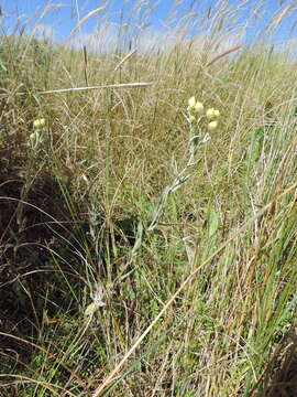 Image of Helichrysum buchananii Engl.