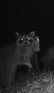 Image of Florida Raccoon