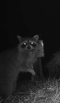 Image of Procyon lotor elucus Bangs 1898