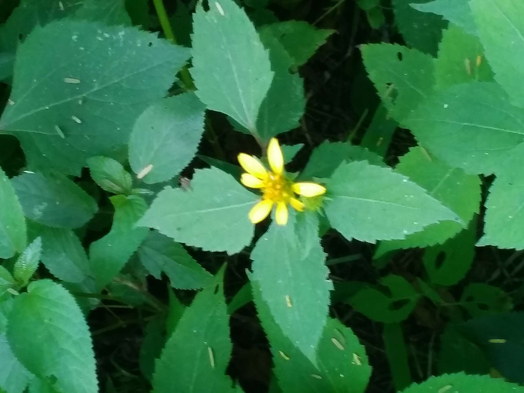 Image of Melanthera latifolia (Gardn.) Cabrera