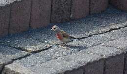 Image of Linnets