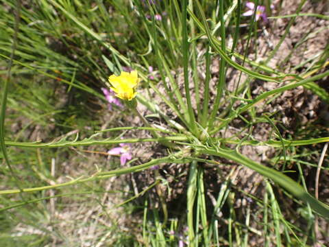 Microseris scapigera (Cunn.) Sch. Bip. resmi