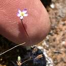 Image of pygmy linanthus