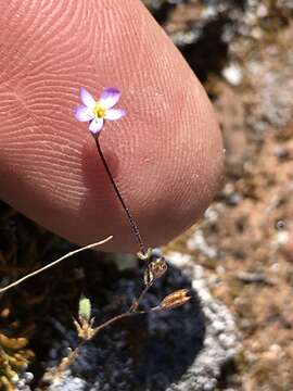 Image of pygmy linanthus