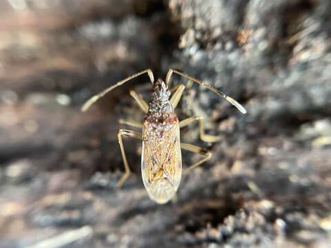 Image of Ozophora occidentalis Slater 1988